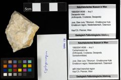 Foto (Objekt + Etiketten) von Cycloprosopon sp. 